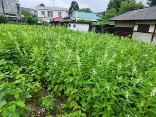 문정주님의 참깨 · 영농일지 작성글 사진