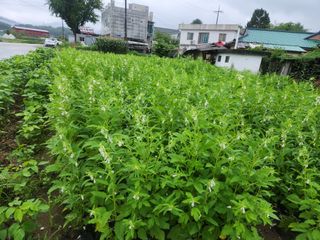 문정주님의 참깨 · 영농일지 작성글 사진