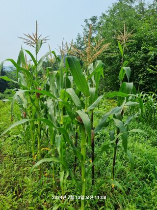 꿈사랑님의 고추 · 영농일지 작성글 사진