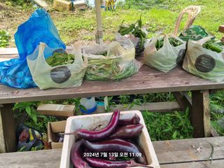 꿈사랑님의 고추 · 영농일지 작성글 사진