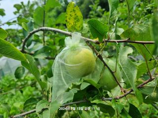 꿈사랑님의 고추 · 영농일지 작성글 사진