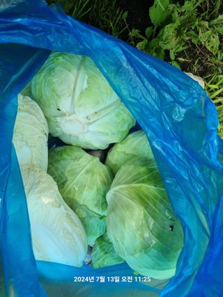 꿈사랑님의 고추 · 영농일지 작성글 사진