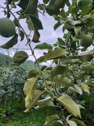권해원님의 농사, 무엇이든 물어보세요! · 참여글 작성글 사진