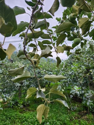 권해원님의 농사, 무엇이든 물어보세요! · 참여글 작성글 사진