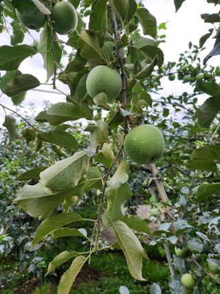 권해원님의 농사, 무엇이든 물어보세요! · 참여글 작성글 사진