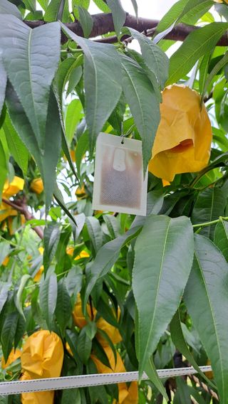 주윤발이님의 복숭아 · 영농일지 작성글 사진