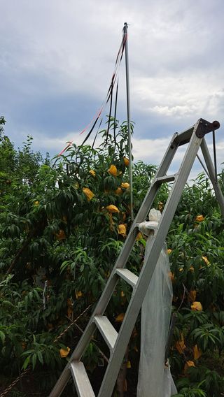 주윤발이님의 복숭아 · 영농일지 작성글 사진