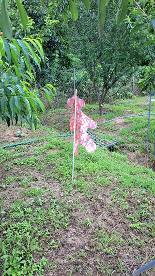 주윤발이님의 복숭아 · 영농일지 작성글 사진