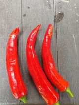 팜모닝 고추·병해충상담 게시글 이미지