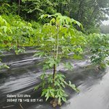 팜모닝 농사, 무엇이든 물어보세요!·참여글 게시글 이미지