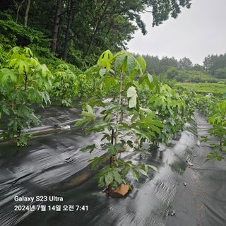김정우님의 농사, 무엇이든 물어보세요! · 참여글 작성글 사진