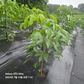 김정우님의 농사, 무엇이든 물어보세요! · 참여글 작성글 사진