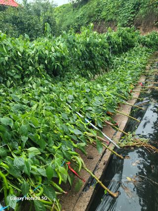 강화댁님의 자유주제 · 자유게시판 작성글 사진