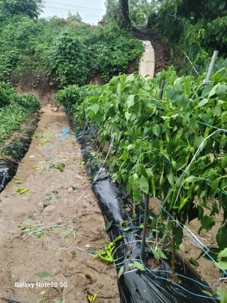 강화댁님의 자유주제 · 자유게시판 작성글 사진