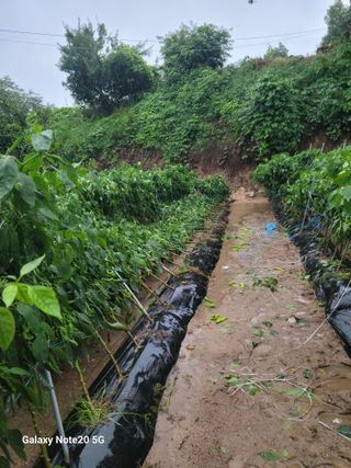강화댁님의 자유주제 · 자유게시판 작성글 사진