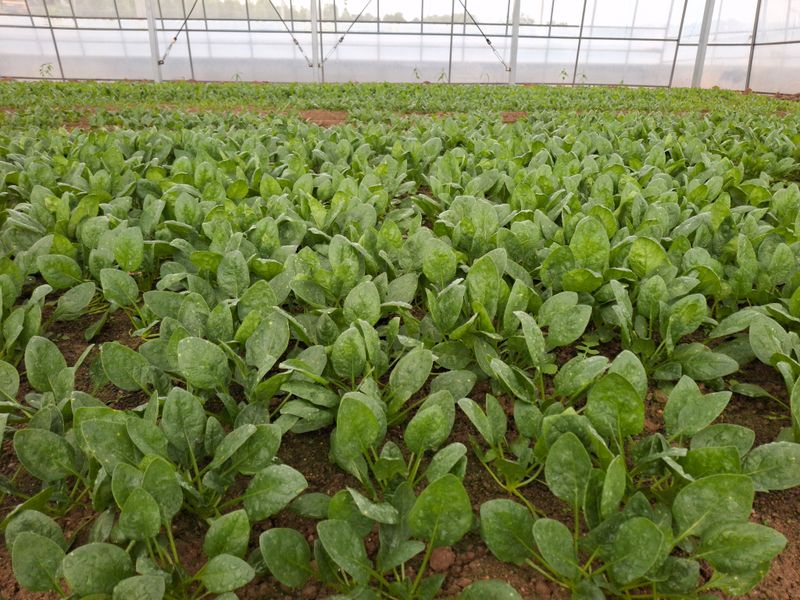 류우림님의 장터 판매 상품 [시금치 1kg] 첨부 사진