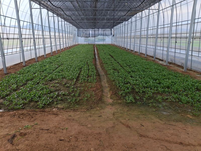 류우림님의 장터 판매 상품 [시금치 1kg] 첨부 사진