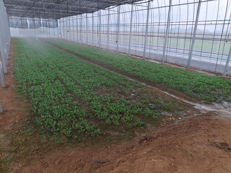 류우림님의 장터 판매 상품 [시금치 1kg] 첨부 사진