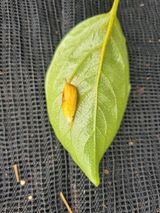 팜모닝 감·병해충상담 게시글 이미지