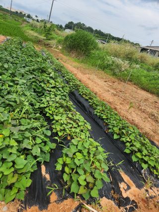 원기서님의 고구마 · 병해충상담 작성글 사진