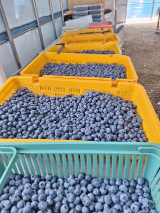 김숙희님의 블루베리 · 영농일지 작성글 사진