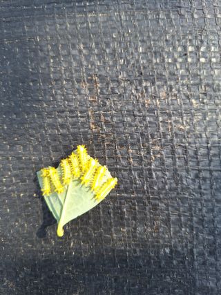 김숙희님의 블루베리 · 영농일지 작성글 사진