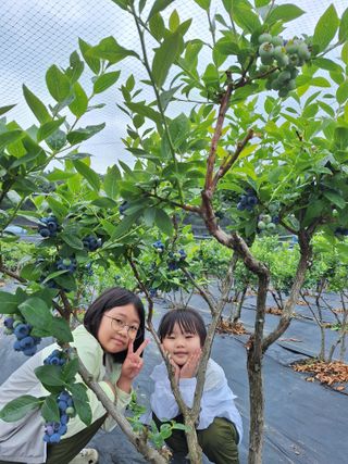 김숙희님의 블루베리 · 영농일지 작성글 사진