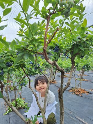 김숙희님의 블루베리 · 영농일지 작성글 사진