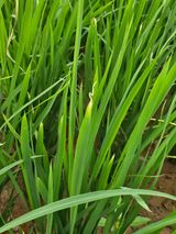 팜모닝 벼·병해충상담 게시글 이미지