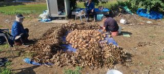 참깨12426님의 마늘 · 영농일지 작성글 사진