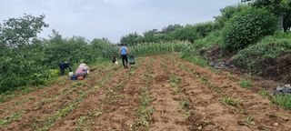 참깨12426님의 마늘 · 영농일지 작성글 사진