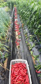 팜모닝 고추·영농일지 게시글 이미지