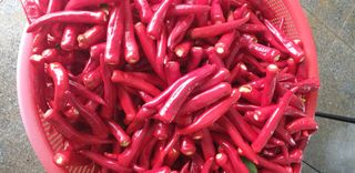 오류농원님의 고추 · 영농일지 작성글 사진