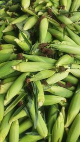 팜모닝 · 게시글 이미지