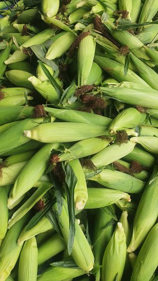 김기자(흰구름농원)님의 작성글 사진