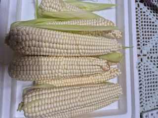 김기자(흰구름농원)님의 작성글 사진