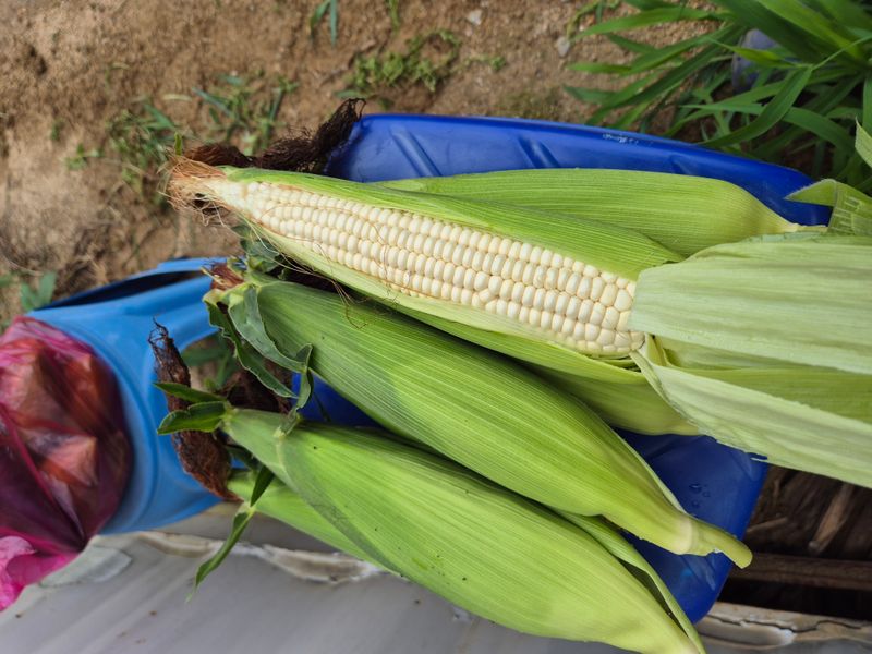 김기자(흰구름농원)님의 장터 판매 상품 [50개] 첨부 사진