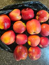 팜모닝 복숭아·영농일지 게시글 이미지