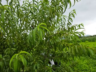 자두농사알프스왕자님의 복숭아 · 영농일지 작성글 사진