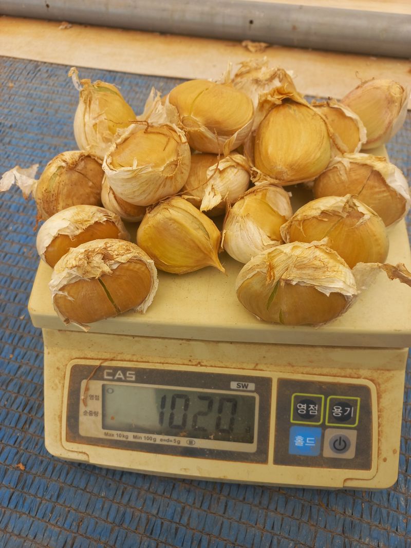 장터 상품 [코끼리마늘(흑마늘용) 4kg] 썸네일