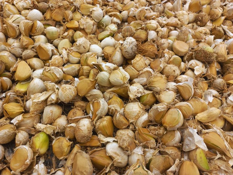 박린님의 장터 판매 상품 [코끼리마늘(흑마늘용) 4kg] 첨부 사진