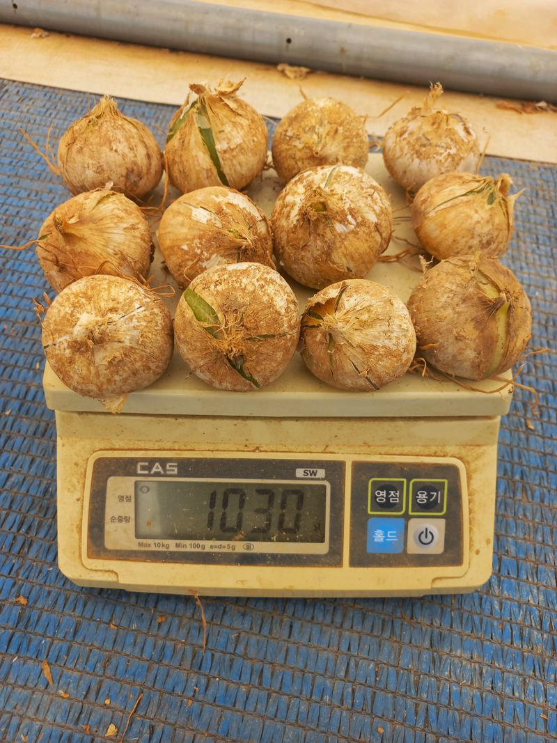 박린님의 장터 판매 상품 [코끼리마늘(흑마늘용) 4kg] 첨부 사진