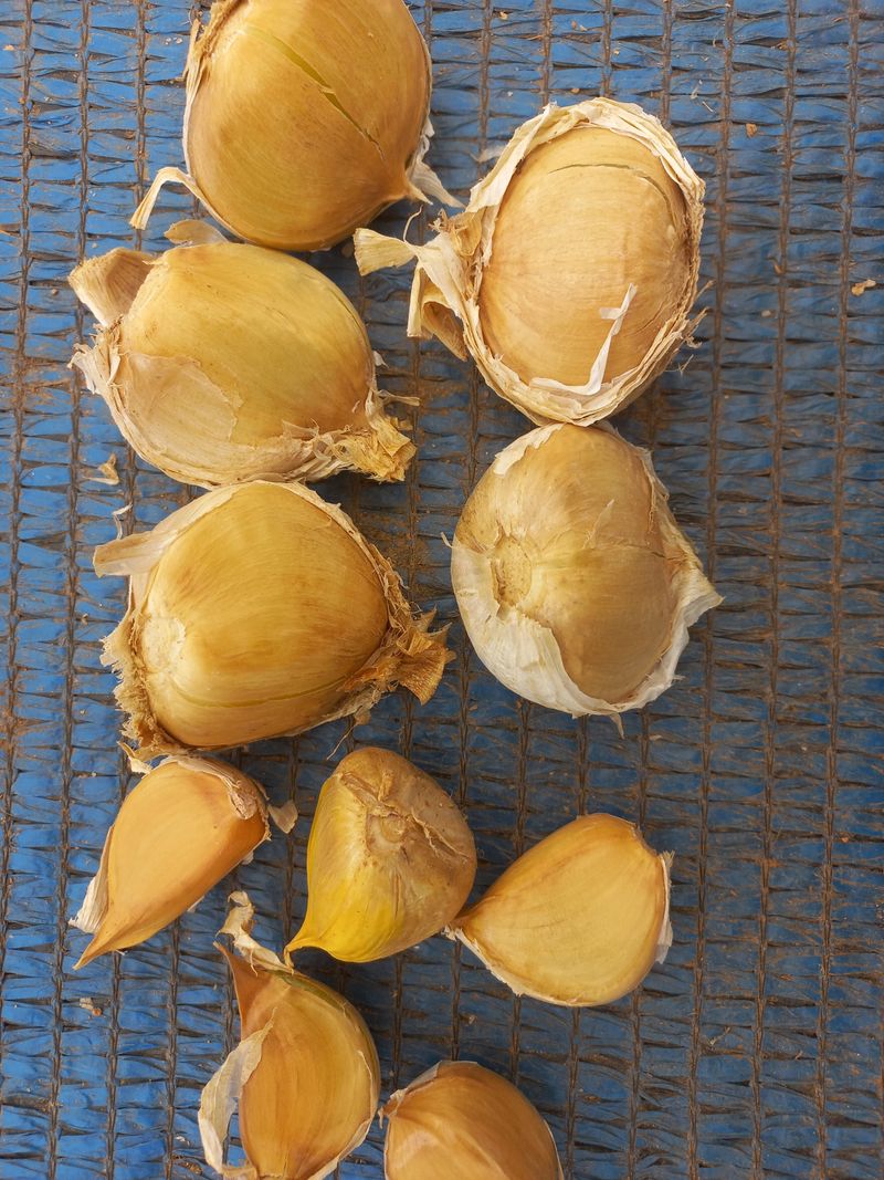 박린님의 장터 판매 상품 [코끼리마늘(흑마늘용) 4kg] 첨부 사진