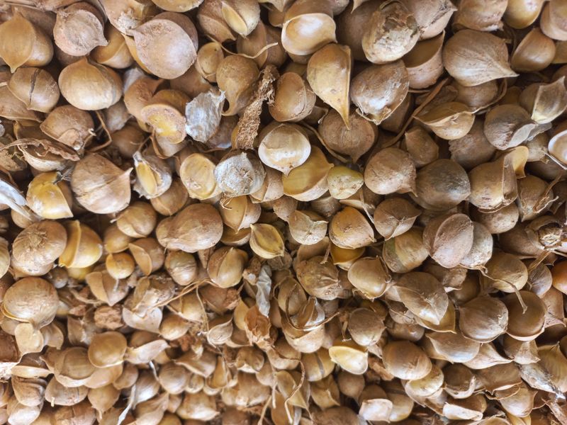 박린님의 장터 판매 상품 [코끼리마늘(흑마늘용) 4kg] 첨부 사진