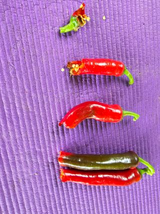 권춘화님의 고추 · 병해충상담 작성글 사진