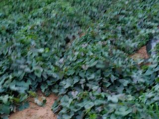 늘항상한결님의 고구마 · 영농일지 작성글 사진