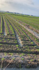 팜모닝 콩·영농일지 게시글 이미지