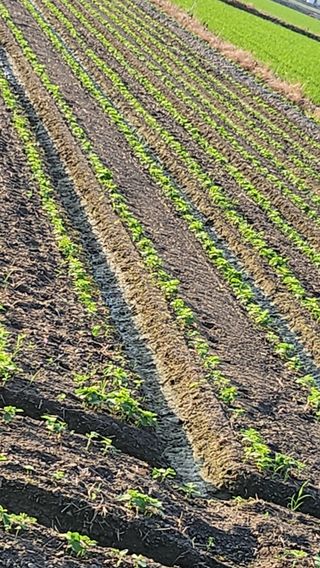 김종만님의 콩 · 영농일지 작성글 사진