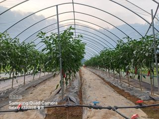 김영자님의 고추 · 영농일지 작성글 사진