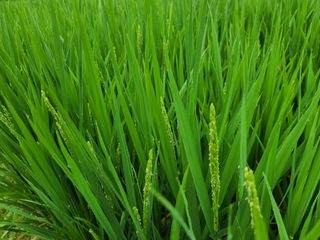 강기동님의 벼 · 영농일지 작성글 사진